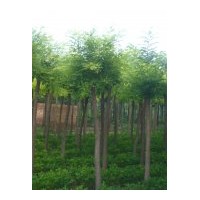 供應(yīng)金葉榆 垂柳 河北垂柳 速生柳 河北速生柳 火炬 河北火炬 國