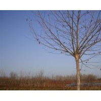 燕趙苗木供應(yīng)平頭法桐