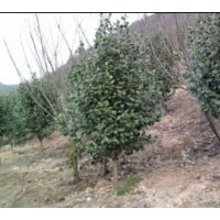 供應(yīng)各類規(guī)格茶花，茶梅