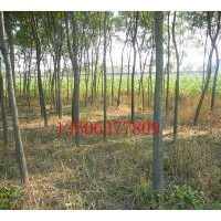 國槐：10-12-15-20-25-30-40cm（原生冠）2萬棵