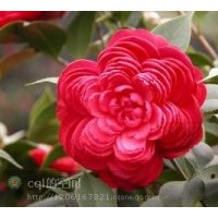 福建蟹爪蘭、杜鵑花、六角茶花、君子蘭、碧玉