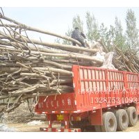 供速生楊1-25公分 國槐1-30公分