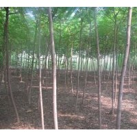 火炬樹 河北火炬樹 河北火炬樹苗基地