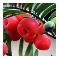 出售當(dāng)年生紅豆杉苗100萬、多年生紅豆杉30萬苗、八十至一米高紅