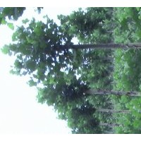 法桐基地 濟(jì)寧法桐慶營苗木