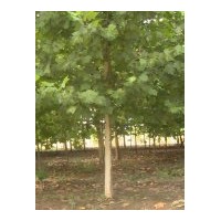 供應(yīng)法桐樹 法國梧桐樹紅利園林