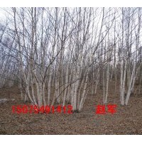 供應(yīng)白樺樹，叢生白樺樹，白樺樹圖片，白樺樹價格，蒙古櫟