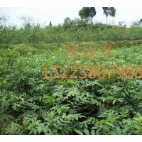 低價(jià)供應(yīng)500萬(wàn)九葉青花椒苗