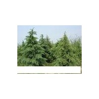 河南雪松，南京雪松,北京雪松,天津雪松,山西雪松,河北雪松,山東