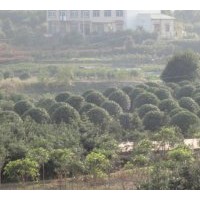 特價供應(yīng)精品桂花 羅漢松 紅桎木杜鵑