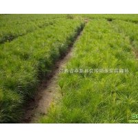 供應濕地松 廣玉蘭，紅白玉蘭，深山含笑，樂昌含笑