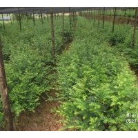 銷售4年生南方紅豆杉苗