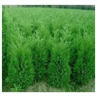 低價供應(yīng)塔柏(蜀檜）主要品種有：金葉女貞，紅葉小檗，塔柏，灑