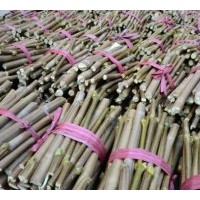 速生法桐扦插條 北欒 千頭村 榆樹(shù) 臭椿 小龍拍