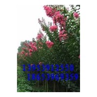 供應水杉、紫薇、紫葉李