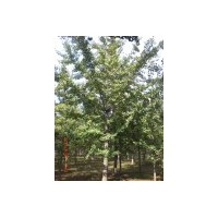 常年低價(jià)供應(yīng)1-80cm銀杏樹實(shí)生苗、嫁接苗！