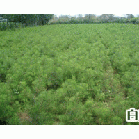 供應(yīng)多品種白皮松 白皮松低價 白皮松信息