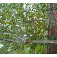 大量供應速生法桐、造型法桐。5—25工分法桐