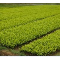 金葉女貞供應(yīng)