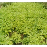 供應(yīng)金葉紅瑞木，金葉連翹，金邊連翹