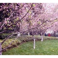 風(fēng)景海棠樹