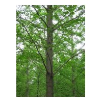 25公分樹(shù)實(shí)生樹(shù)