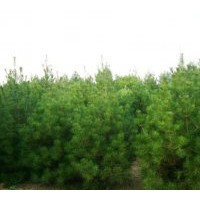 供應(yīng)白皮松、油松、法桐