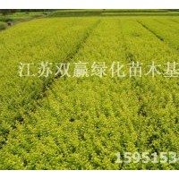 直銷金葉女貞|大葉女貞、白蠟 雙贏苗木