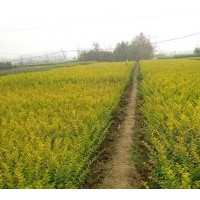 批量供應(yīng)金葉女貞 紅葉小檗 大葉黃楊 等色塊苗木