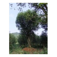 供應50過量4-5-6公分的桂花樹及30公分的叢生大桂花樹