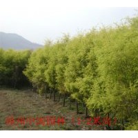 供應(黃金寶樹）袋苗