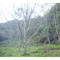 供應(yīng)3公分5 公分8公分10公分核桃樹、梨樹蘋果樹、山楂樹、桃樹