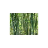 專供應(yīng)毛白楊造型國槐法桐白蠟千頭椿速生柳泡桐等