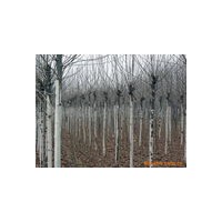 速生楊紅葉楊供應