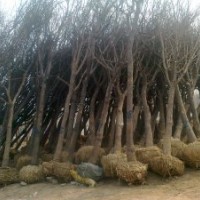 哪里國槐便宜、國槐報價、合歡價格