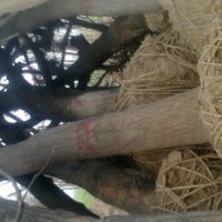 供應(yīng)山東國槐-優(yōu)質(zhì)國槐-原生國槐-國槐價格