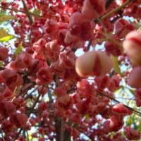 丁香.連翹.水蠟.衛(wèi)矛.塘棋.三角楓.梧桐