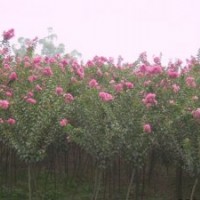 供應(yīng)紫薇價(jià)格 紫薇批發(fā) 紫薇基地