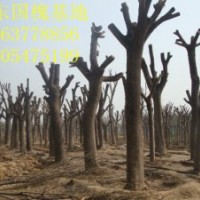 特供30-60公分大國(guó)槐