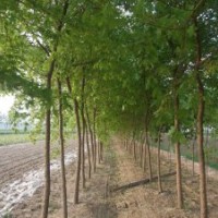 大量供應(yīng)五角楓，青楓