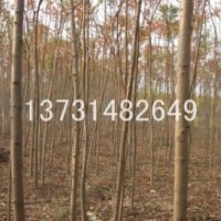 供應(yīng)：火炬樹、速生柳、國槐、白蠟等苗木！
