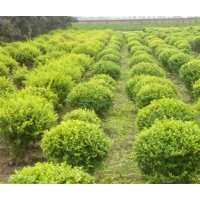 供應(yīng)各種規(guī)格綠化苗木 大葉女貞，金葉女貞，大小葉黃楊