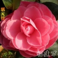 批發(fā)銷售-茶花精品-狀元紅茶花_狀元紅茶花苗-萬芳園藝