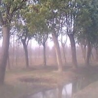 大量供應(yīng)各類香樟 重陽(yáng)木 女貞