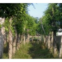 供應(yīng)福建小葉榕12-15-20-30CM