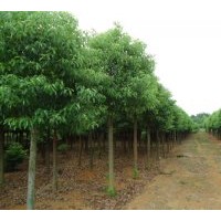 移栽香樟10-12公分