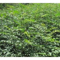 特供山西紫穗槐 刺槐 側(cè)柏苗 棗樹苗 花椒苗