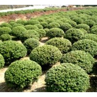 出售40公分冬青球，50公分冬青球