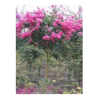 供應(yīng)紅花紫薇