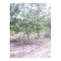 供應桃樹，杏樹，柿子樹，蘋果樹，山楂樹，櫻桃樹，核桃樹